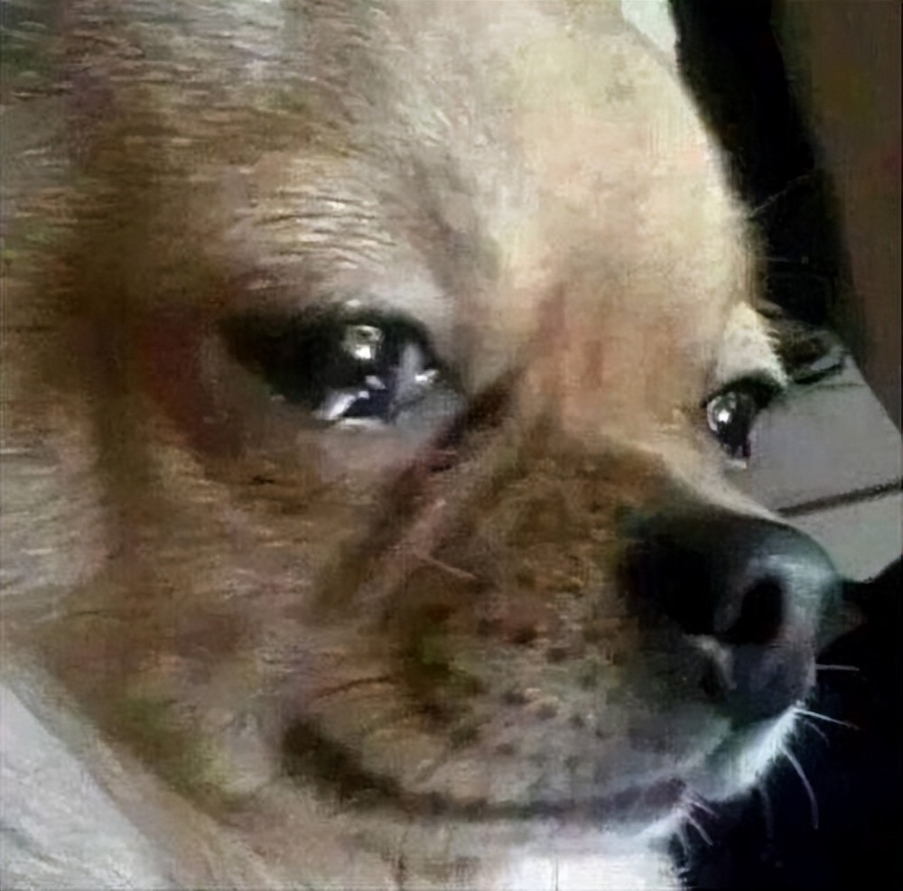 是多愁善感还是病态矫情动物们流泪为哪般