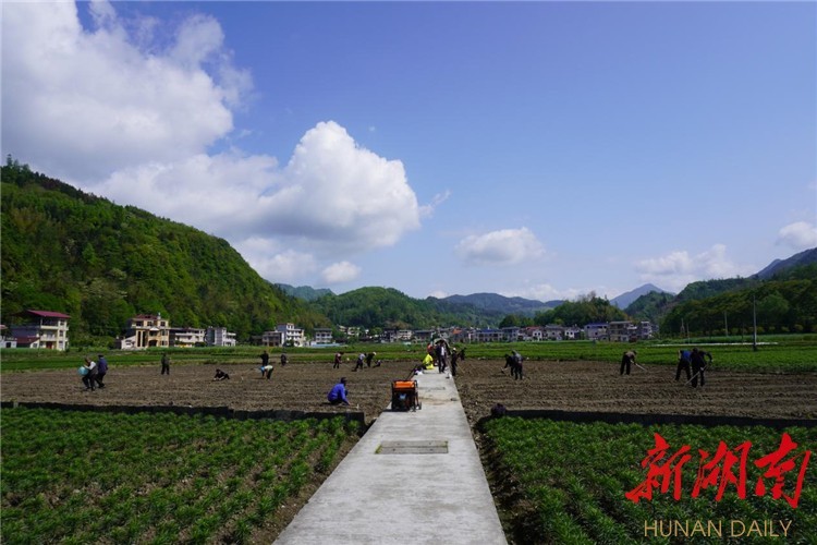 龙山县石牌镇抢抓农时备春耕水旱轮作促增收