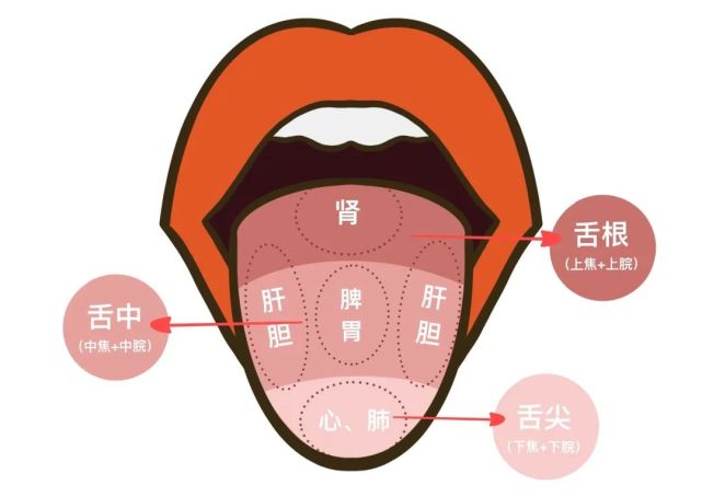 中醫認為,舌頭的每個部位都與人體臟腑&三焦&胃脘相對應,跟面相相同