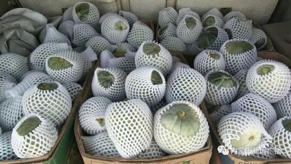 这里的"灯笼红"香瓜滞销!瓜农心急如焚……_腾讯新闻