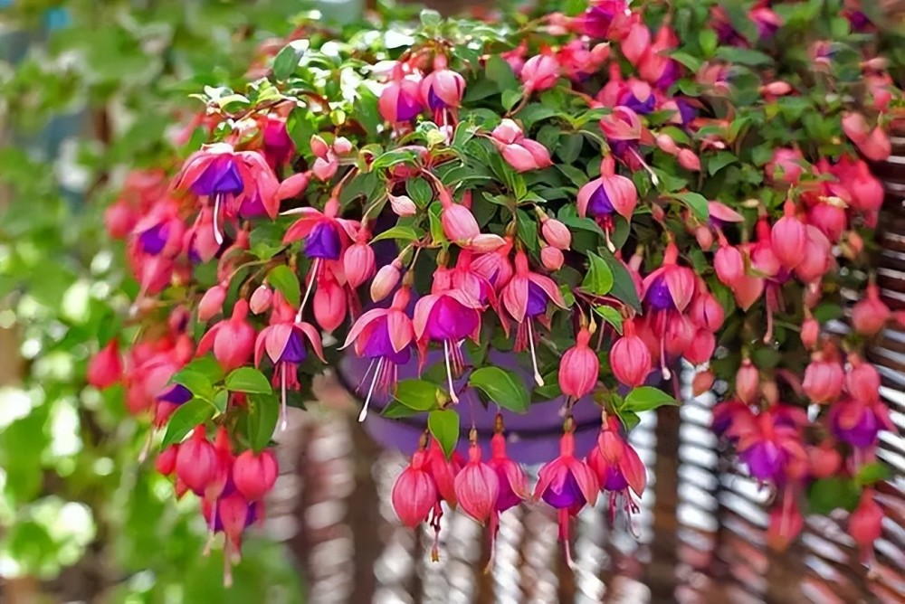 5种 垂吊花 吊着养爱爆盆 开成2米花瀑布 看着真过瘾 腾讯新闻