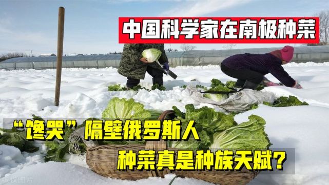 中国医生在南极种菜,俄罗斯人被"馋哭"了!种菜真是种族天赋?