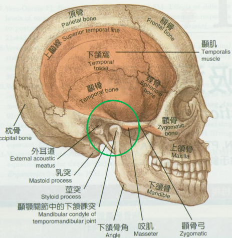 左颞叶在头部的位置图图片