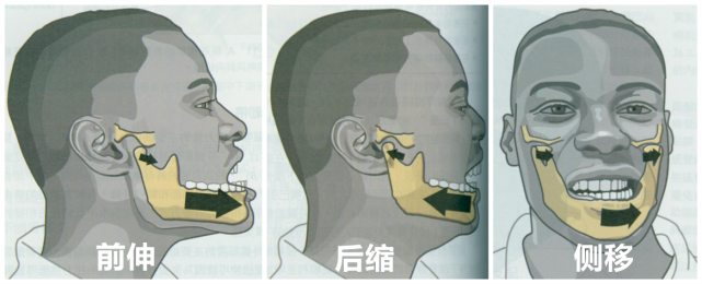 颞下颌关节除了能做张口,闭口的动作外,还可以进行前伸,后缩,侧移的