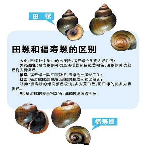 回顾15年前北京寄生虫感染事件警钟长鸣福寿螺千万别吃