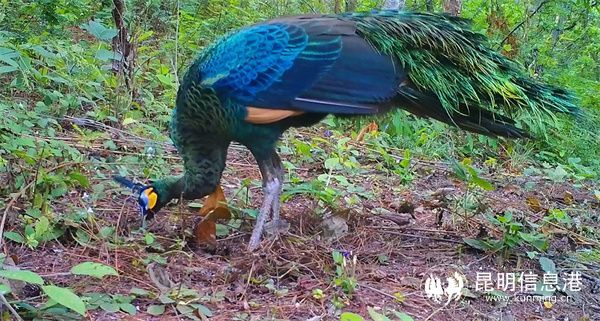 云南恐龙河保护区拍到绿孔雀雏鸟开屏珍贵画面