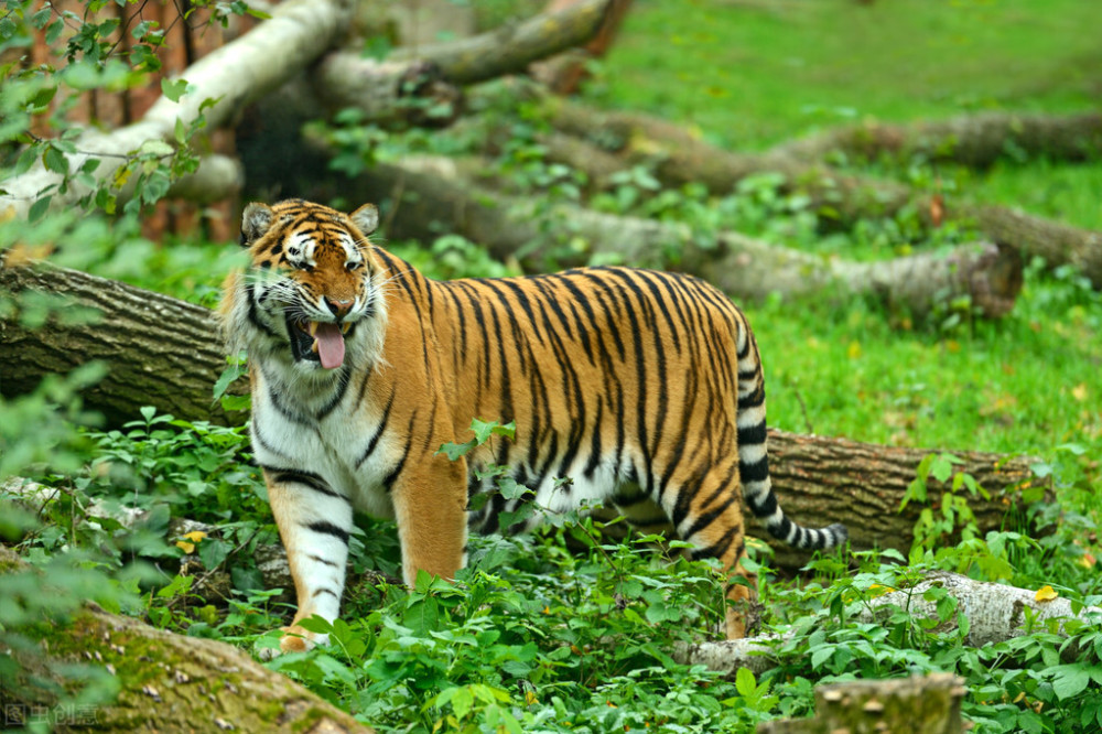 河南南阳两只老虎咬死饲养员为何这次没有麻醉直接被击毙