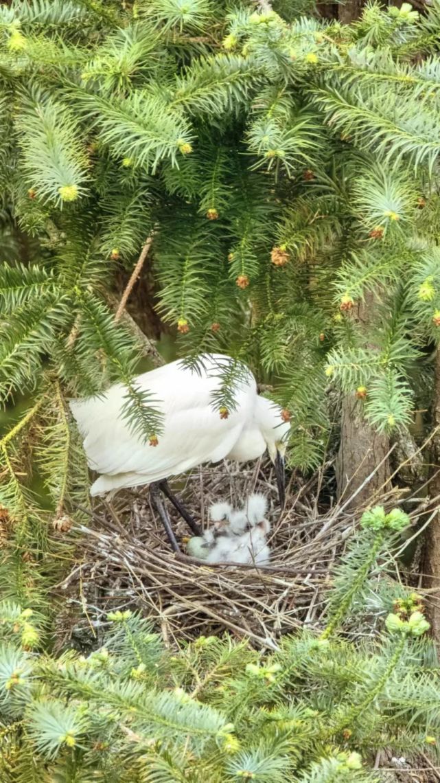 萌化了百山祖国家公园的白鹭宝宝来报到了