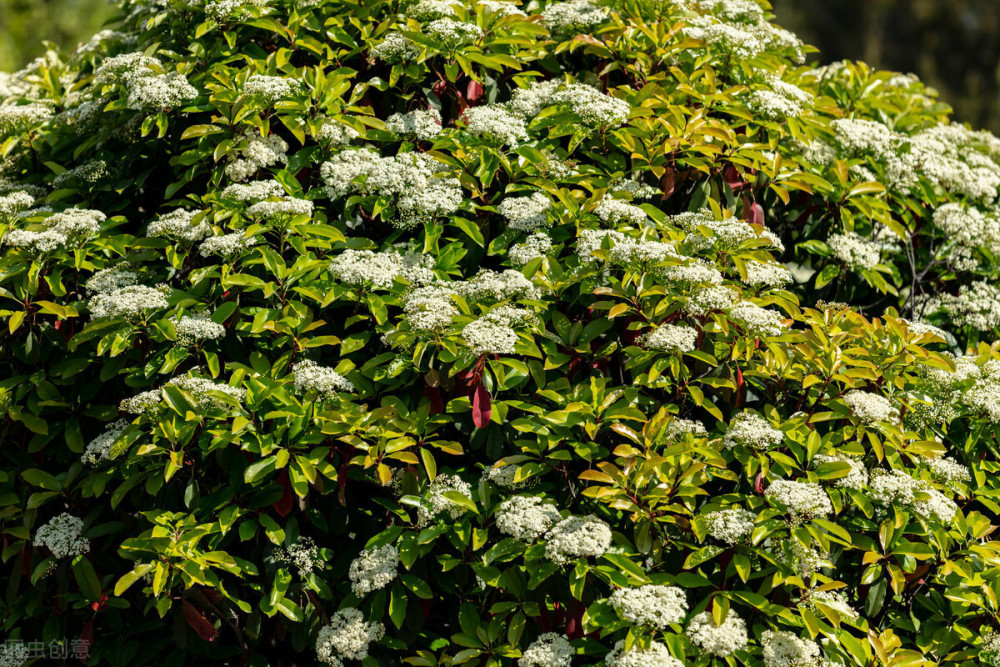生为上海交大校花 却散发出羞耻的腥臭味 石楠花的味道你闻过吗 腾讯新闻