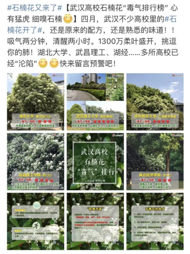 生为上海交大校花 却散发出羞耻的腥臭味 石楠花的味道你闻过吗 腾讯新闻