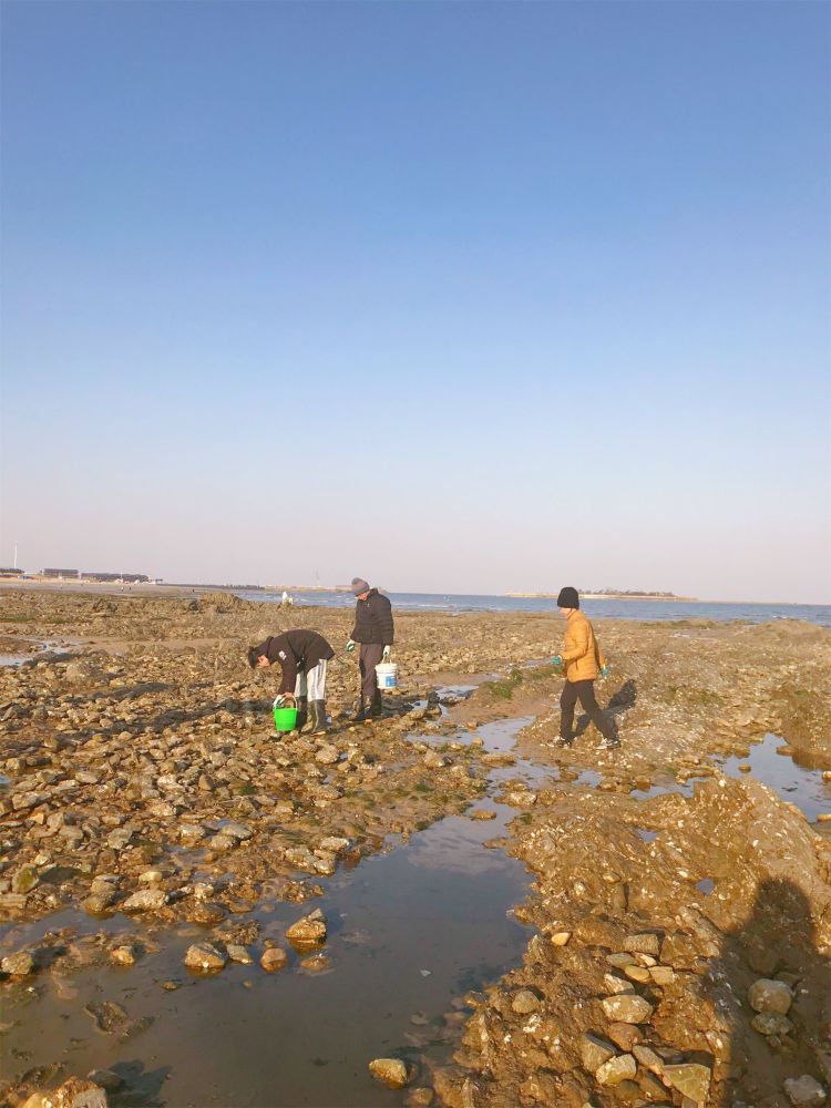 (其他趕海地:日照劉家灣趕海園,日照太公島牡蠣公園,日照任家臺趕海園