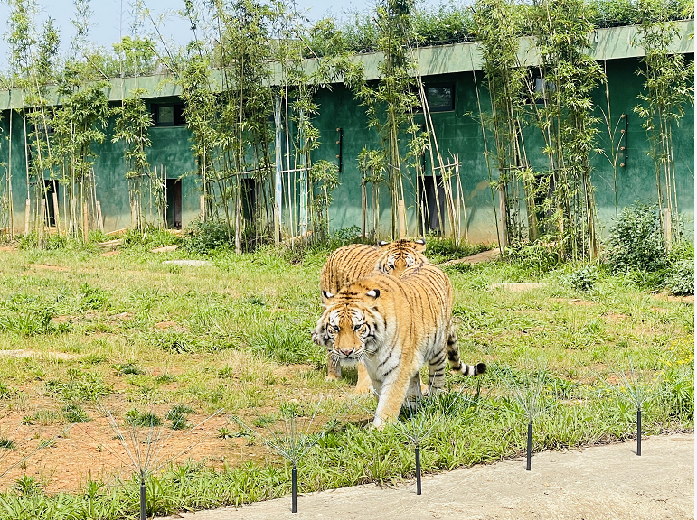 3500只動物萌寶亮相常德漢壽野生動物園