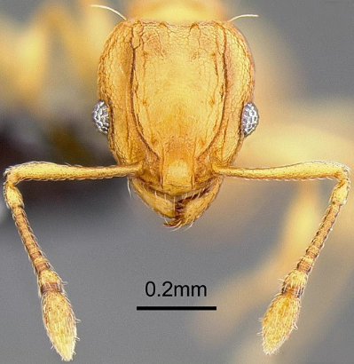 国门生物安全|警惕小火蚁入侵_腾讯新闻