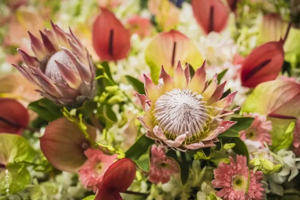 香花供佛 这22种 佛教花 你都知道吗 腾讯新闻