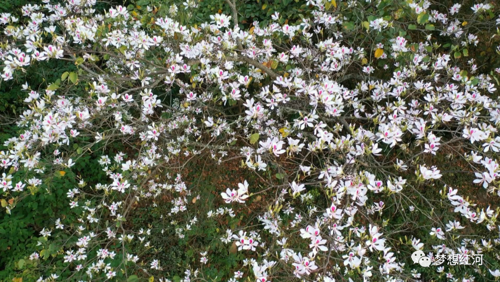 红河县:玉荷花开 香漫山野