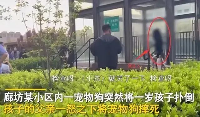 幼子被狗扑倒父亲当众将狗摔死，是护子心切还是行为过激？_腾讯新闻