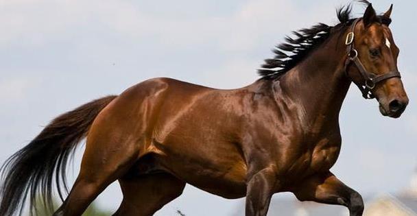 呂布騎赤兔馬但是子龍張飛龐統曹操騎的才是真寶馬