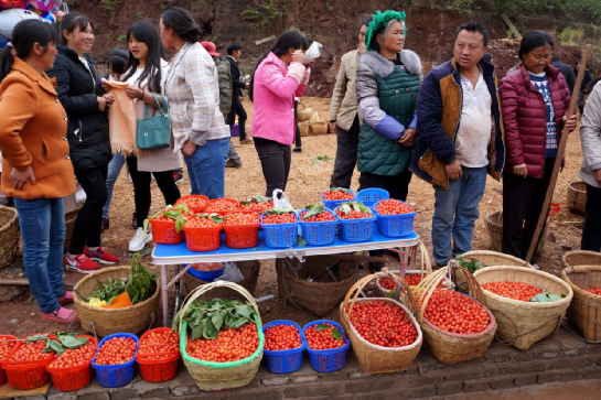 朱提影像七十九鲁甸四月樱桃鲜