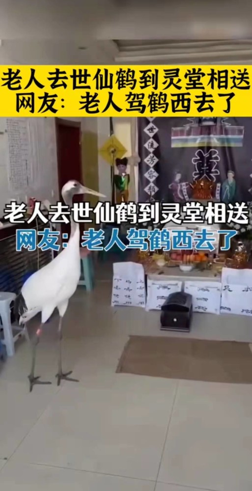 驾鹤西去竟然是真的老人仙去仙鹤竟到灵堂祭拜