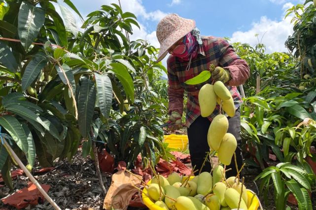 海南金煌芒果大量成熟盼销,请您一同支持海南果农