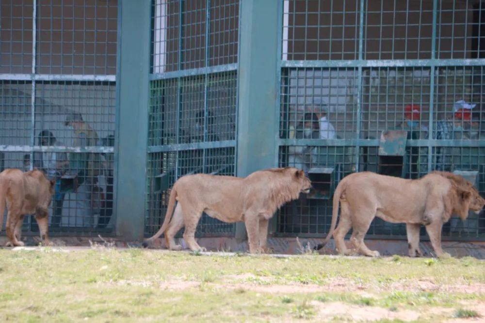 看漢壽96中南六省最大的動物園湖南漢壽野生動物世界今日開園啦