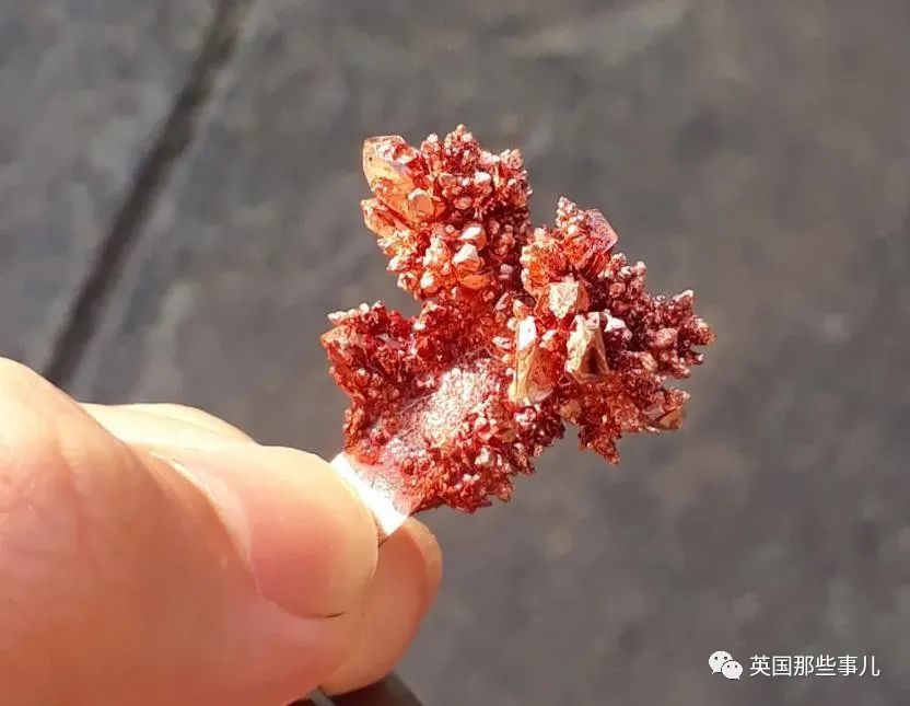 大神网友自家在家培育出各种美丽的晶体,过程简直太神奇了!_腾讯新闻