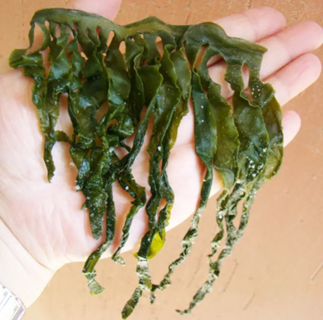 海带裙带菜长得差不多区别挺大的营养也不同别再弄错了