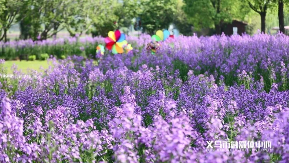 龙岩紫金山油菜花图片