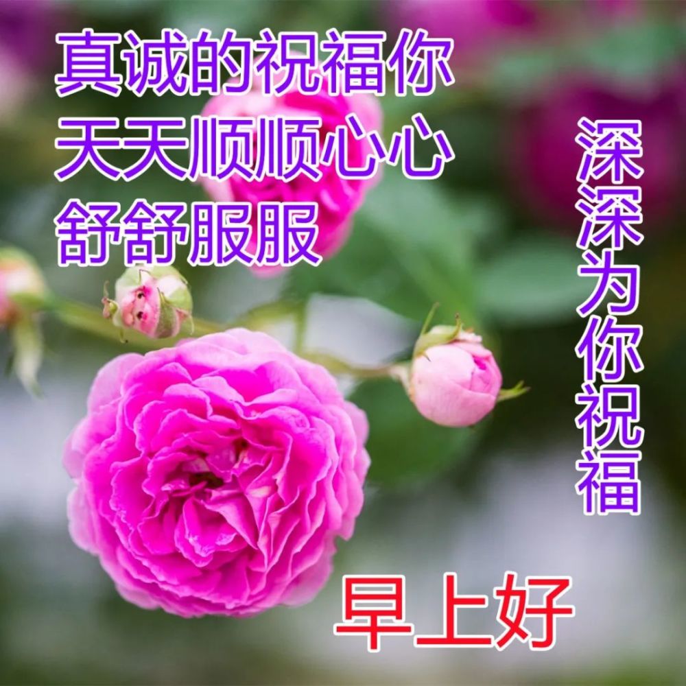 每日清晨溫暖問候祝福圖片加字最美祝福早安心語圖片