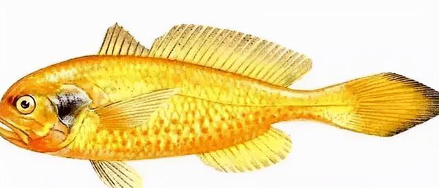 克隆之父童第周与诺奖擦肩而过曾出现在语文课中却没人记得