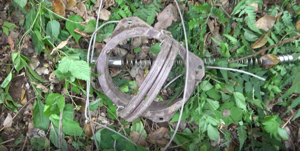 用便携式扩张器配合无齿锯消防救援人员立即下令发现被困人左腿被野猪