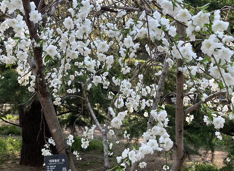 在那桃花盛开的地方——北京国家植物园掠影催眠控制小说