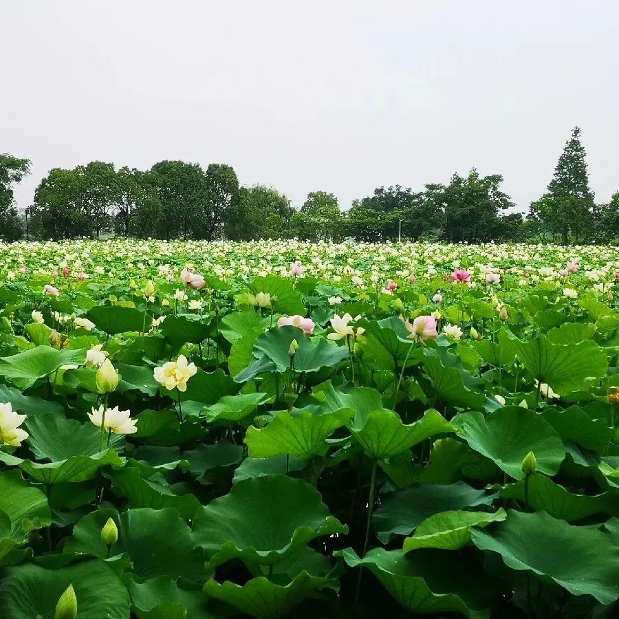 芜湖加油艺起来足不出户看美景陶辛水韵梦里水乡的传奇情韵