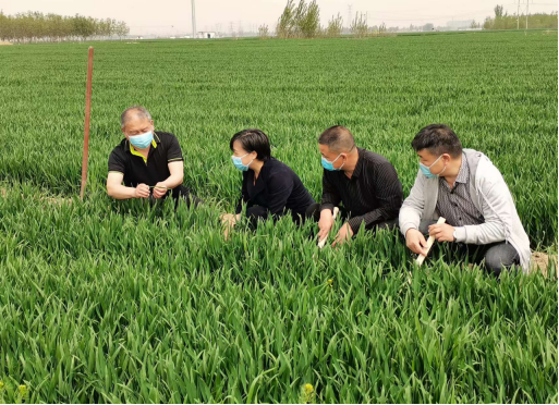 保定清苑区打好小麦吸浆虫监测防治攻坚战