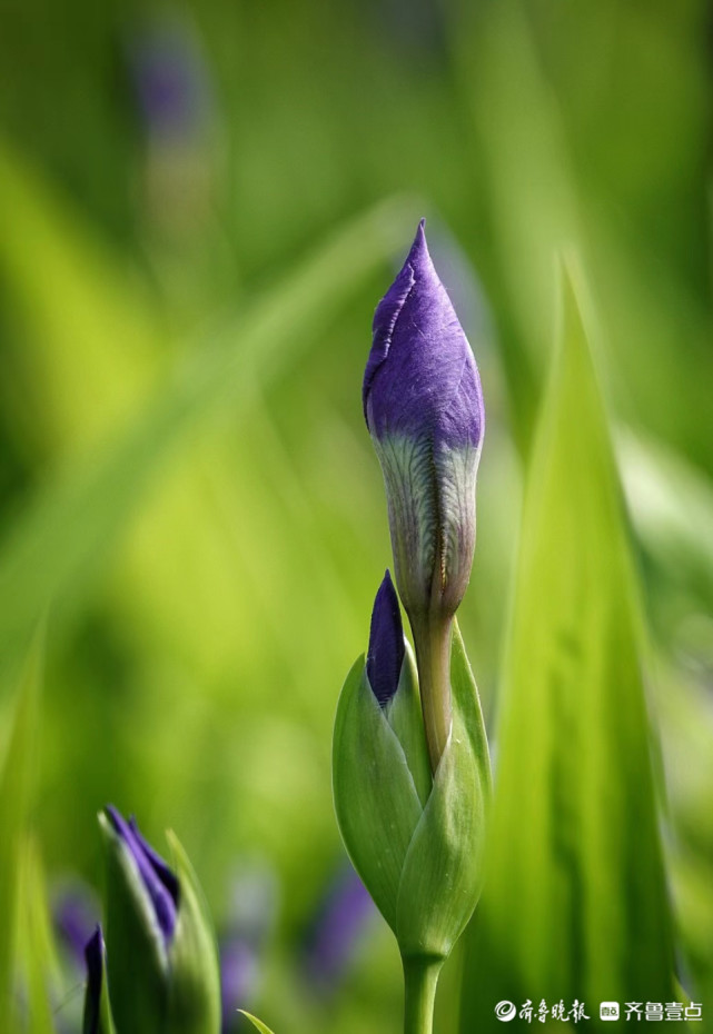 晨起"湖"拍|含苞待放的鸢尾花