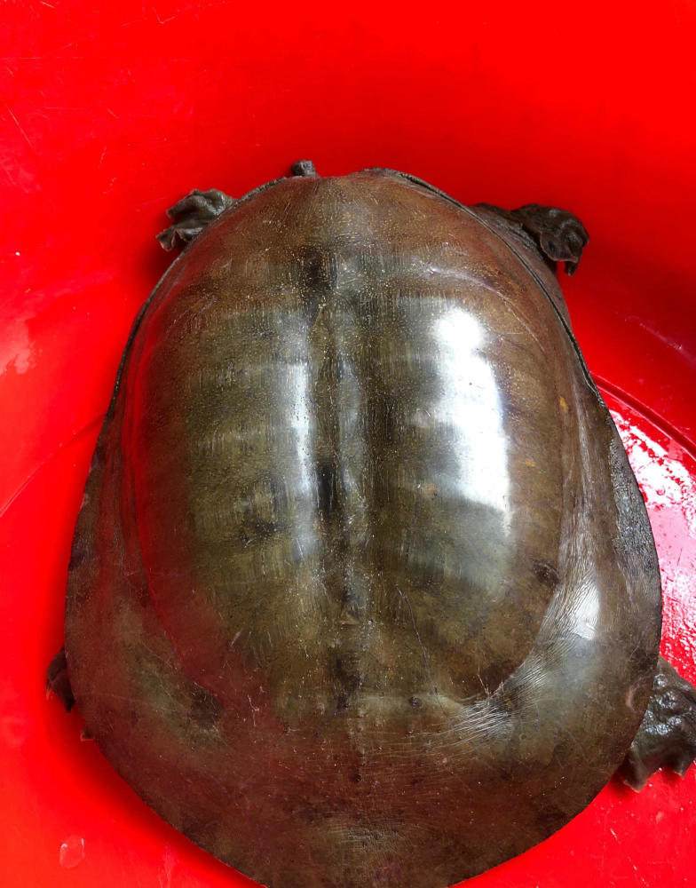 广东钓友半夜逮了只十多斤"老鳖",鱼贩:260卖不卖?_腾讯新闻