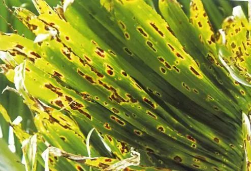 槟榔主要病害症状及防治方法