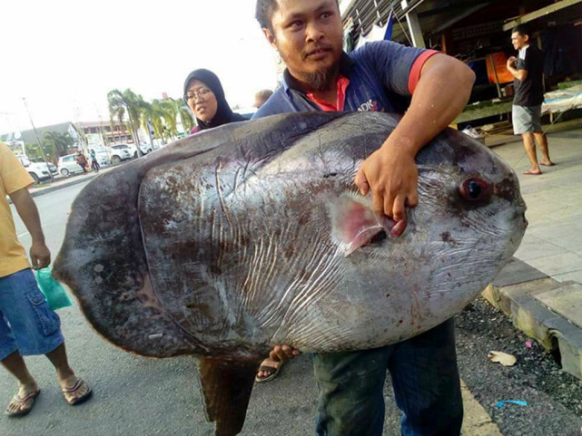 翻车鱼一次产卵3亿枚,为何是易危生物?被海豹啃咬也不会逃跑