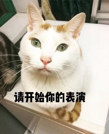 搞笑家里一只戏精猫咪表情包请开始你的表演