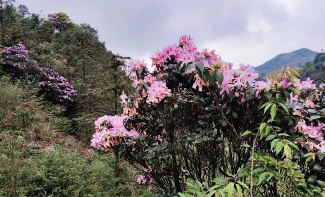 陽春雞籠頂花開了最佳觀賞盛花期即將來了