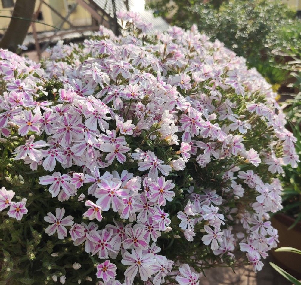 耐寒花卉—芝樱,东北露养能过冬,花期长,花量大,可做地被植物