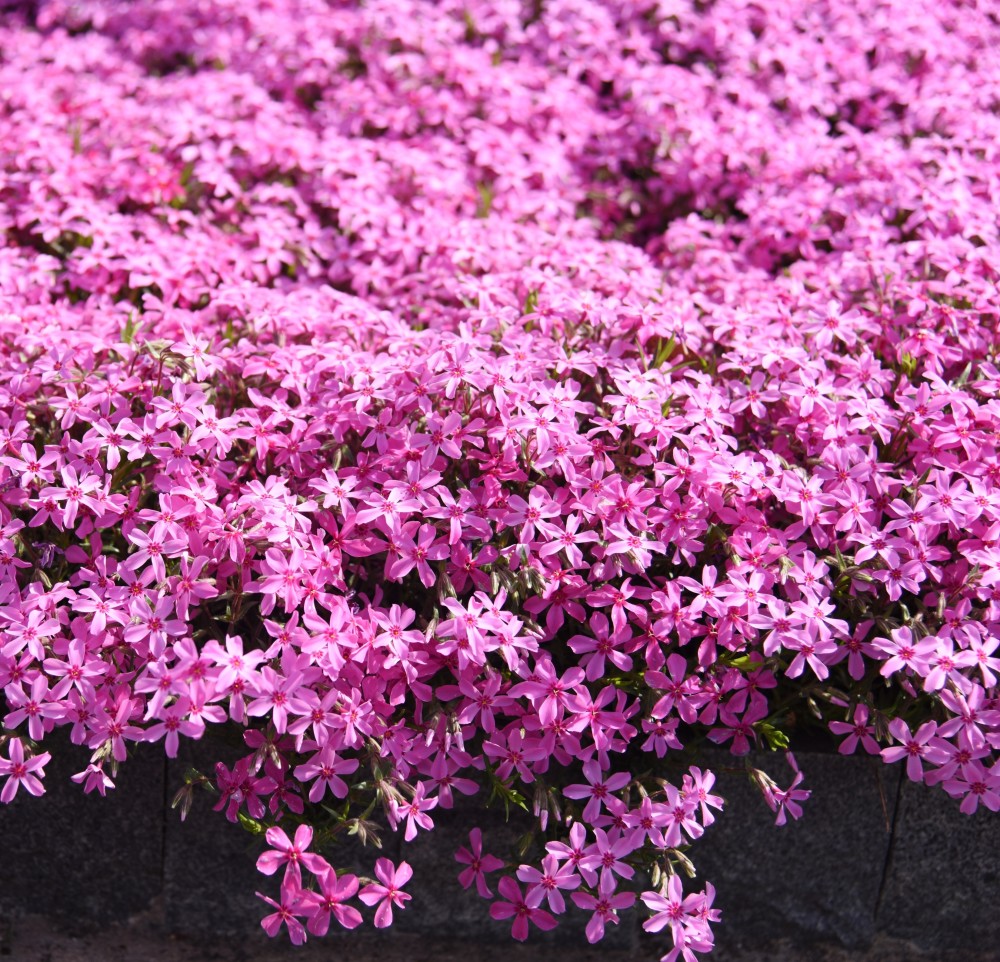 南方北方都能养的观赏花卉,它花色清新秀美,花期长,花量大,庭院阳台都