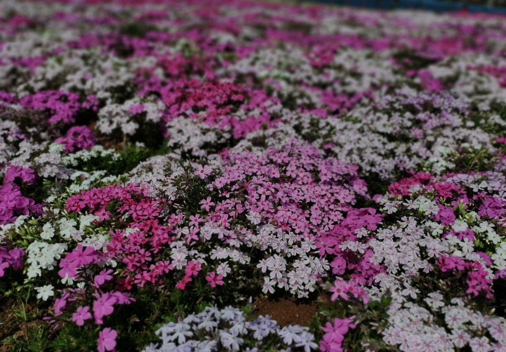 东北室外耐寒花卉(东北室外耐寒零下30度的花卉)