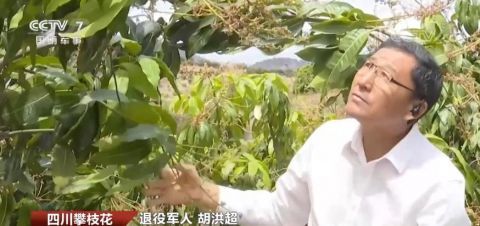 “植”此青绿亩荒山迎来金芒果的春天