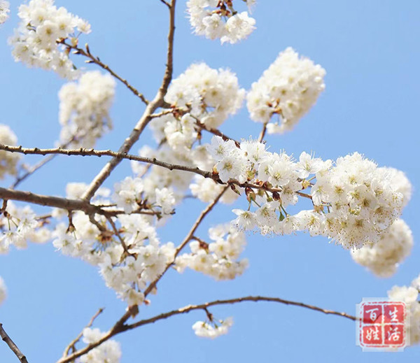 “樱”你而精彩——成都市第二十幼儿园吉福园区大五班樱桃主题故事_腾讯新闻