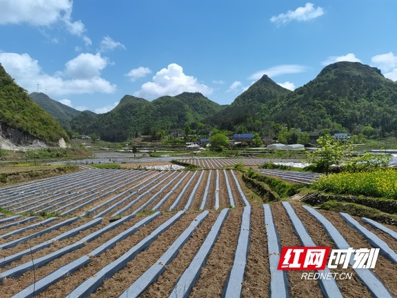 永顺县松柏镇:万亩烟叶植苗忙