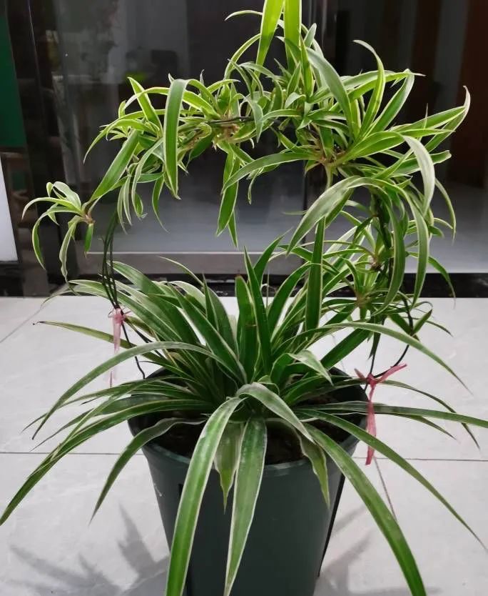 吊兰品种(吊兰有哪些品种及图片及名称)