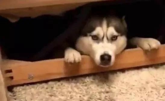641