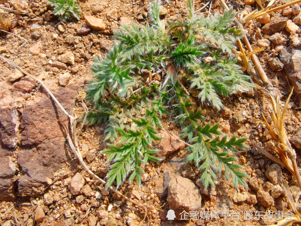 在膠東丘陵上拍到一組