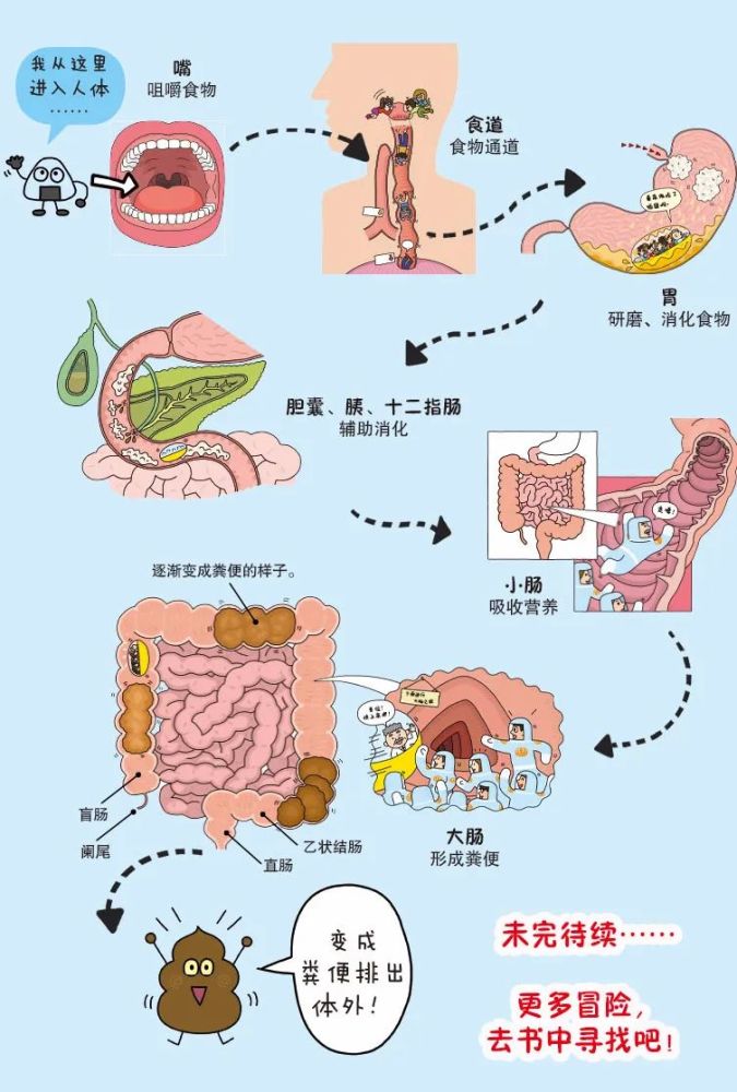 从嘴到屁股的食物消化之旅,在血管中的漂流之旅,探索眼耳鼻和人脑之旅